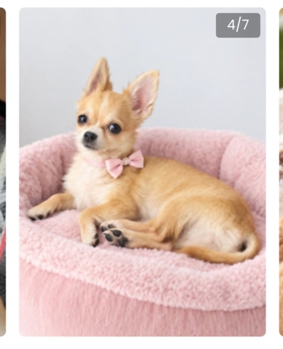 Ücretsiz sahiplenme chihuahua fotoğraf