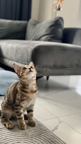 Tofi’ye Yuva Arıyoruz fotoğraf
