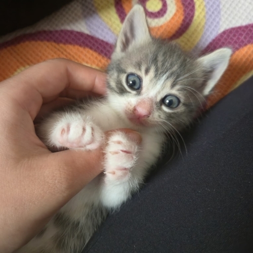 1 AYLIK YAVRU KEDİ fotoğraf