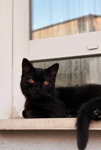 5 Aylık British Shorthair Oğlum fotoğraf