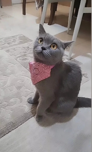 İnsancıl,sevecen,oyuncu fotoğraf