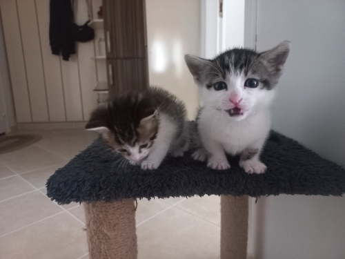 ÜCRETSİZ EV KEDİSİ SAHİPLENDİRME fotoğraf