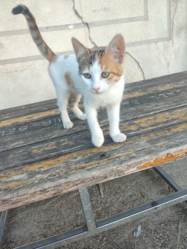 Boncuk, sıcak aile yuvasını arıyor fotoğraf