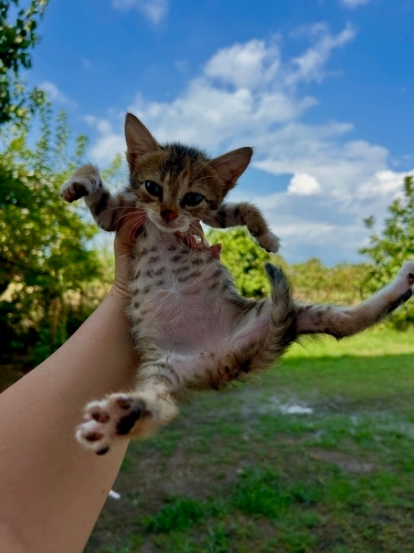 Ömürlük Yuvasını Arayan İki Küçük Melek! 🐾✨ fotoğraf