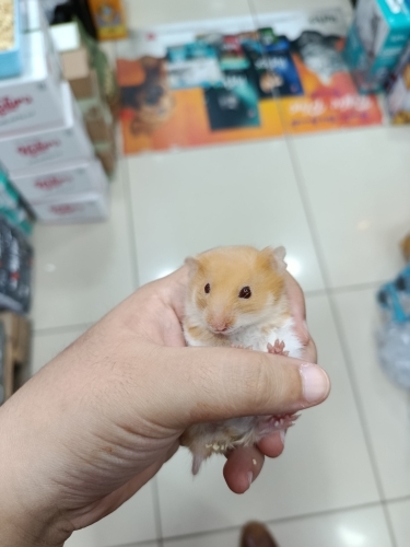 Hamster shaiplendirme acil fotoğraf
