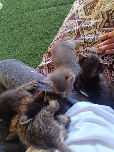 Sıcak yuva arayan 3 yavru kedi. fotoğraf