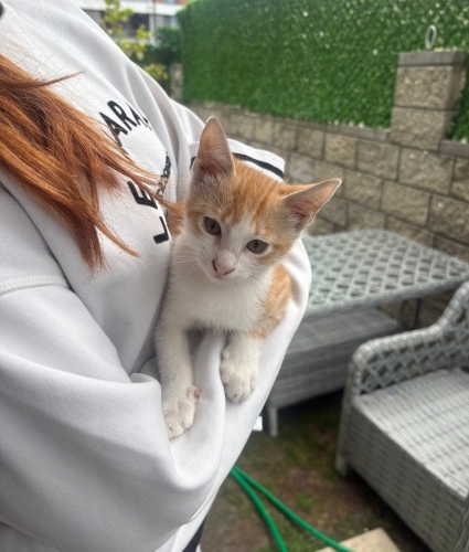 bu sevecen bebeğe kalıcı yuva arıyoruz fotoğraf