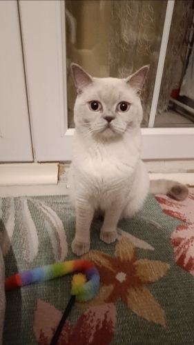 Ücretsiz acil sahiplendirme fotoğraf