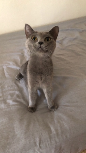 Çok sevecen çok uysal fotoğraf