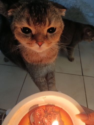 Tatlı oğluma yuva arıyoruz fotoğraf