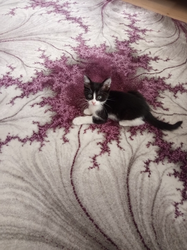 Smokin dişi kedi için acil yuva arıyoruz fotoğraf