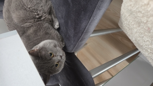 Akıllı sakin bir kedi uysal fotoğraf