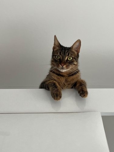 Bella ömürlük yuvasını arıyor fotoğraf