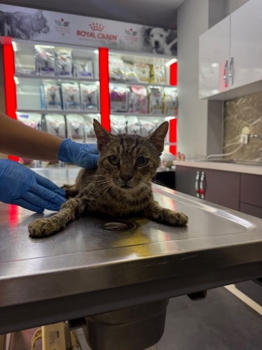 Tom tom ömürlük yuvasını arıyor fotoğraf