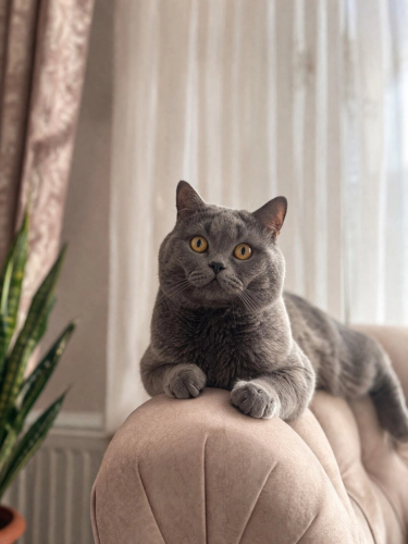🐾 ÖMÜRLÜK YUVASINI ARIYOR 🐾 fotoğraf