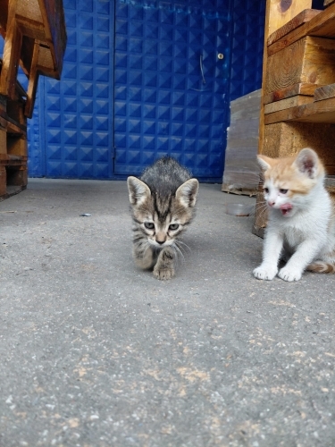 İşyerinde baktığımız yavrulara ömürlük yuva arıyoruz fotoğraf