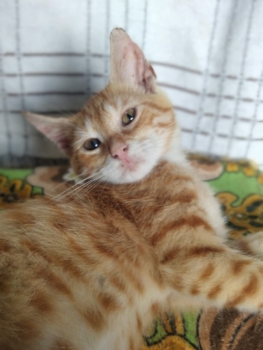 Portakallı Üzümlü Kek fotoğraf