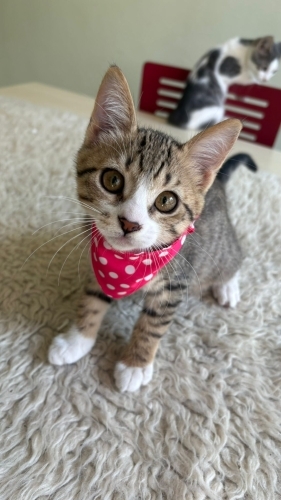Fıstıklı Kurabiye fotoğraf