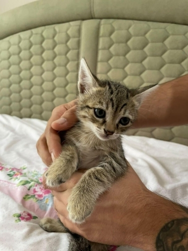 Beylikdüzü - İstanbul Dişi Yavru Tekir Kedi fotoğraf
