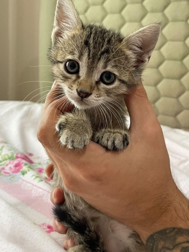 Beylikdüzü - İstanbul Dişi Yavru Tekir Kedi fotoğraf