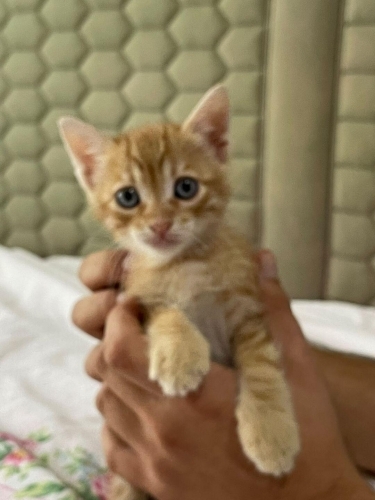 Beylikdüzü - İstanbul Erkek Yavru Tekir Kedi fotoğraf
