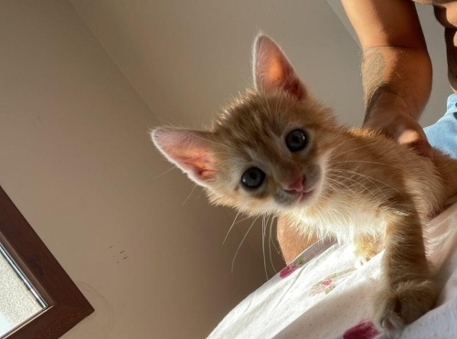 Beylikdüzü - İstanbul Erkek Yavru Tekir Kedi fotoğraf