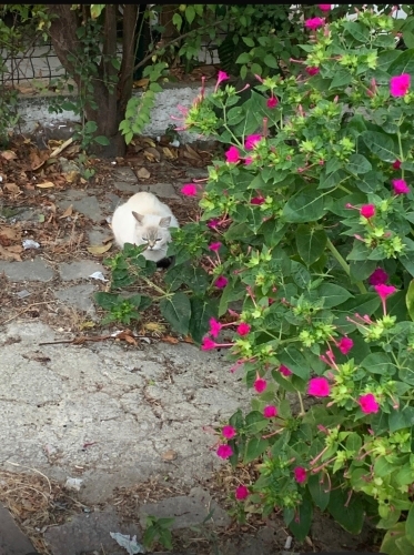 Cins kedi sokağa atılmış fotoğraf