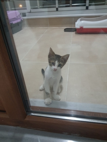 ÜCRETSİZ SON DERECE İNSANCANLISI KEDİMİZE YUVA İLANI fotoğraf