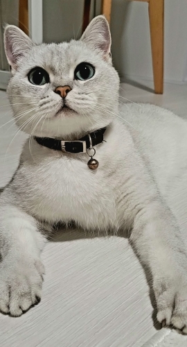 Kısır Erkek kedi fotoğraf