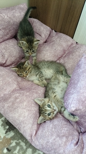 🐾 3 TATLI TEKİR KARDEŞ YUVALARINI ARIYOR 🐾 fotoğraf