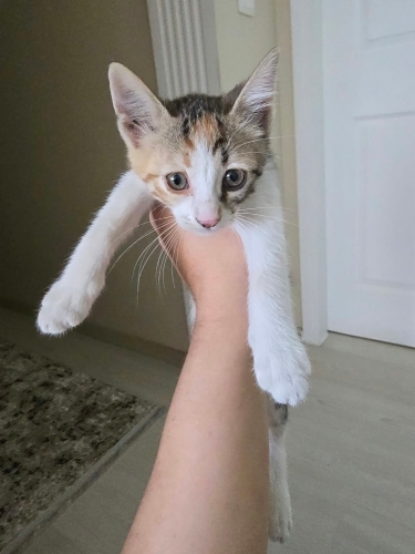 Atik Kızımız Yuva Arıyor fotoğraf