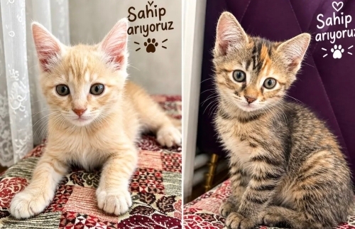 Sahiplenmek İçin 2 Tatlı Yavru Kedİ2 fotoğraf