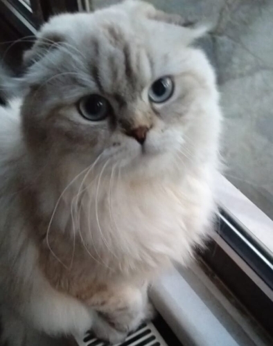 Scottish Fold Longhair. Kısır uysal yumoş fotoğraf