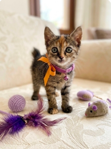 Minik Prenses yuva arıyor fotoğraf