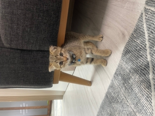 Scottish fold kırması yavrumu sahiplendiriyorum fotoğraf