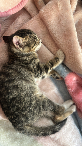 Yavru oyuncu kedi fotoğraf