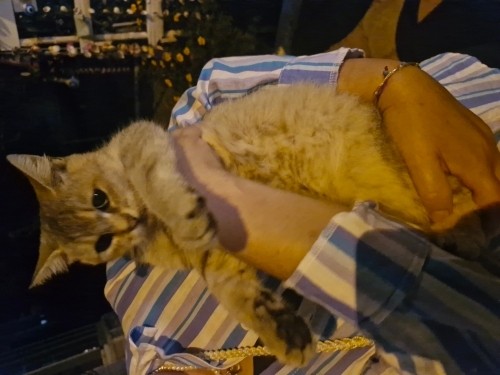 Sevgi dolu, mır mırr fotoğraf