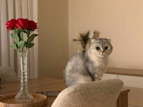 Çok tatlı sevecen cana yakın bir dost fotoğraf