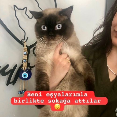 Eşyalarıyla sokağa attılar 😔 fotoğraf