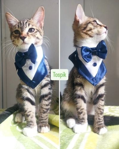 İzmir’de Yuva Arayan Erkek Yavru: Tospik fotoğraf