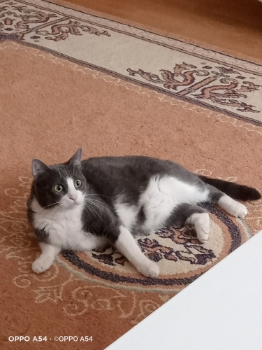 Lilamiza güvenilir bir yuva arıyoruz fotoğraf