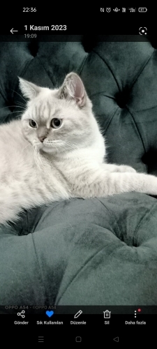 Kukimize güvenilir yuva arıyoruz fotoğraf
