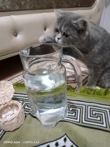 Kısır balım kedimize güvenli yuva arıyoruz fotoğraf