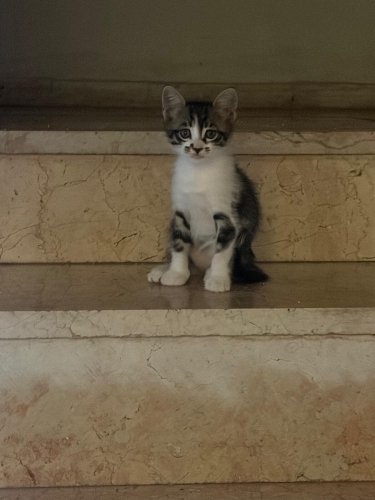 2.5 aylık yavrumuza acil yuva fotoğraf