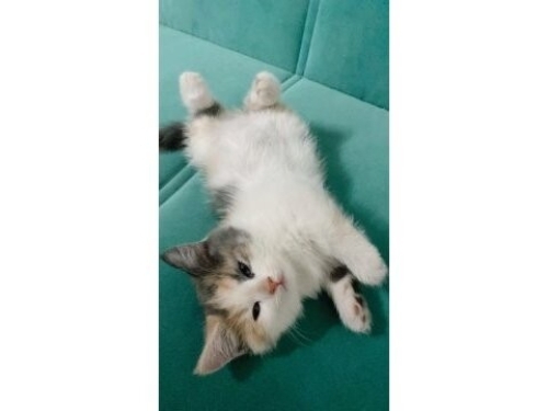 pamuk yuva arıyor fotoğraf