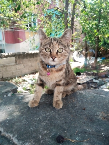 tekir kedi çok evcil ve sevecen fotoğraf