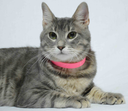 0532 202 91 32 SILVER BRITISH SHORTHAIR-RUSSIAN BLUE MELEZİ KISIR OĞLUM ROMEO fotoğraf