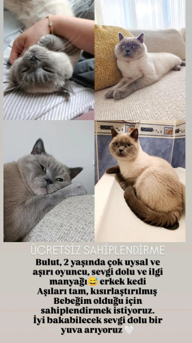 Şımarık oğlana yuva arıyoruz fotoğraf