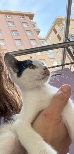 2 aylık annesiz, kardeşsiz, sokakta yuvasını bekliyor! fotoğraf