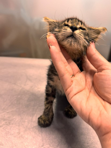 🌟 Minik beden, kocaman mücadele: Ömürlük yuvasını arıyor fotoğraf